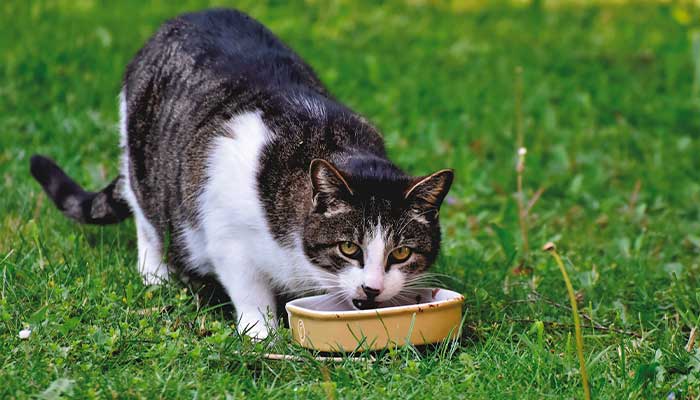 ¿Cuáles son los mejores alimentos para gatos?