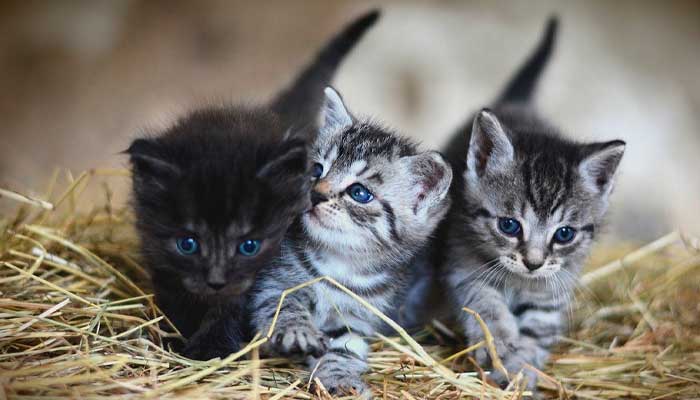 Cuidados necesarios para los gatos recién nacidos