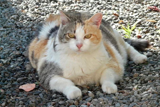 gato gordo 2